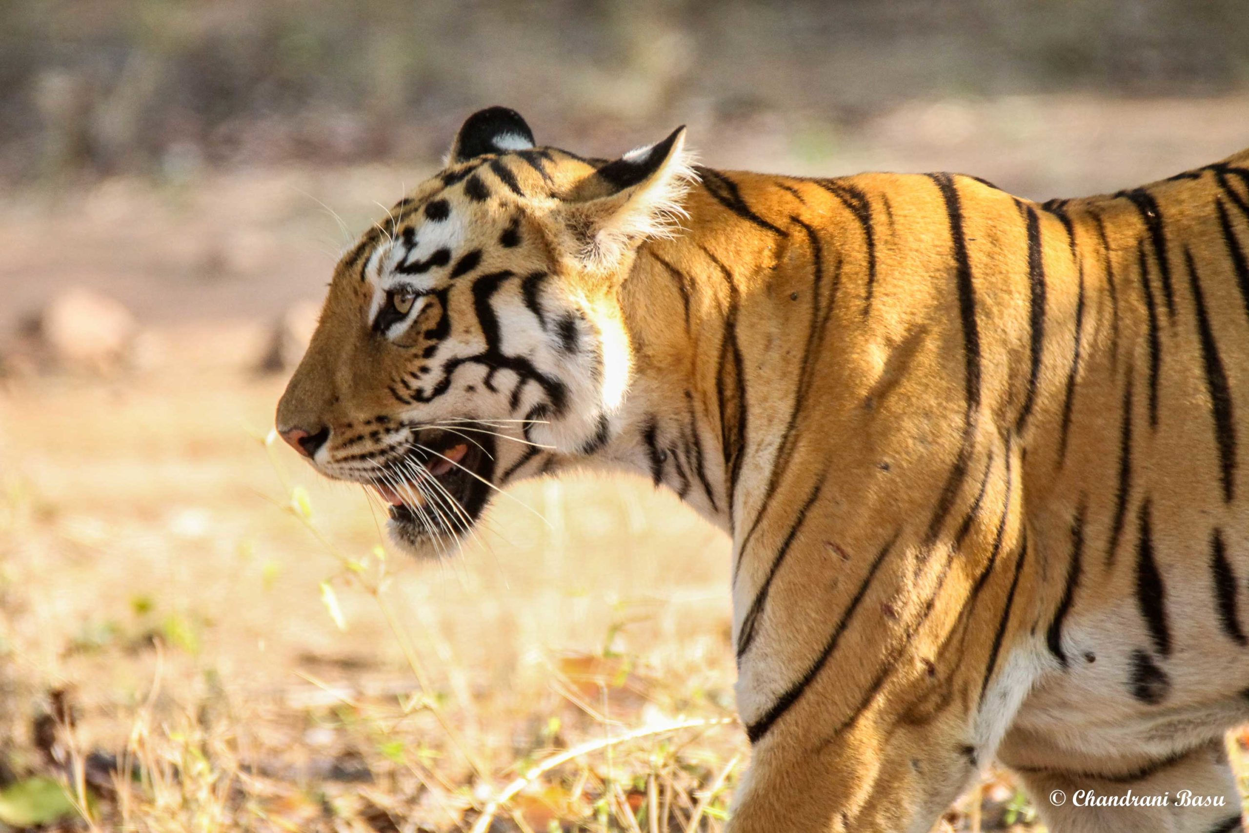 Read more about the article Tiger Sighting In Tadoba – Tadoba Never Disappoints