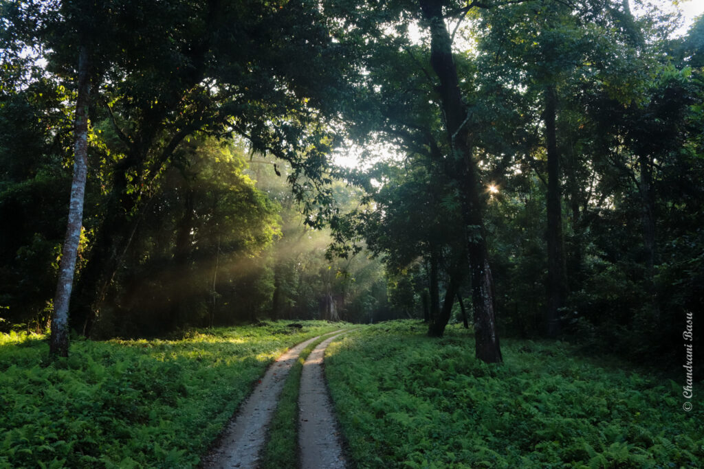 Early Morning Sun Rays Inside Gorumara Forest