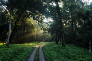 Read more about the article Enchanting Dooars – Gorumara National Park & Chapramari Forest