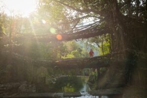 Read more about the article Double Decker Living Root Bridge & Rainbow Falls – A Trek To Remember