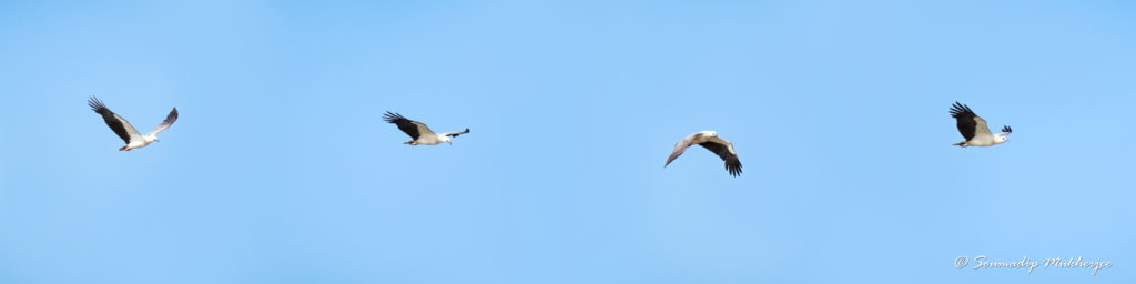 Bird Flight In Bhitarkanika