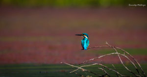 Read more about the article Purbasthali – Bird Lover’s Paradise