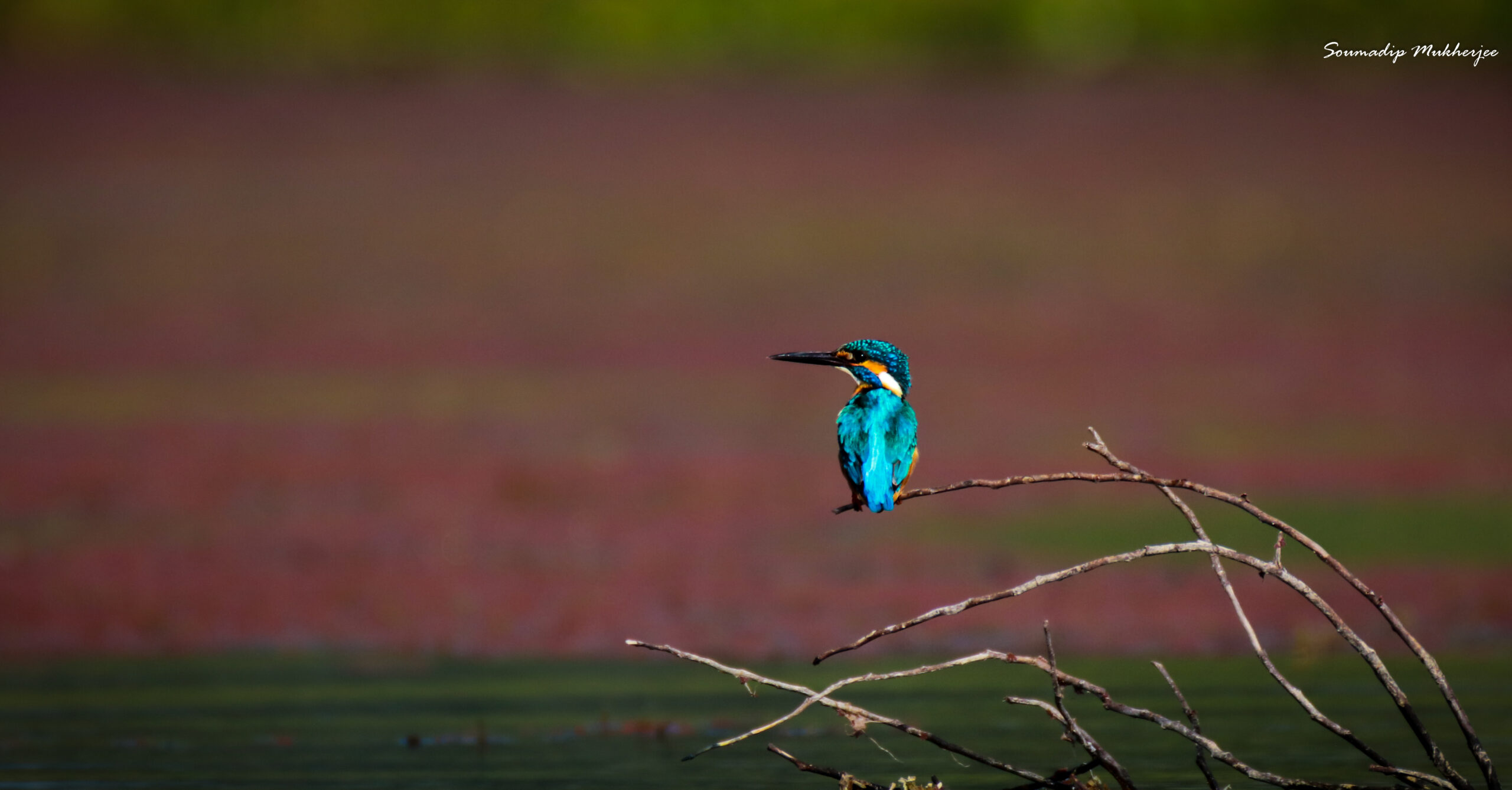 Read more about the article Purbasthali – Bird Lover’s Paradise