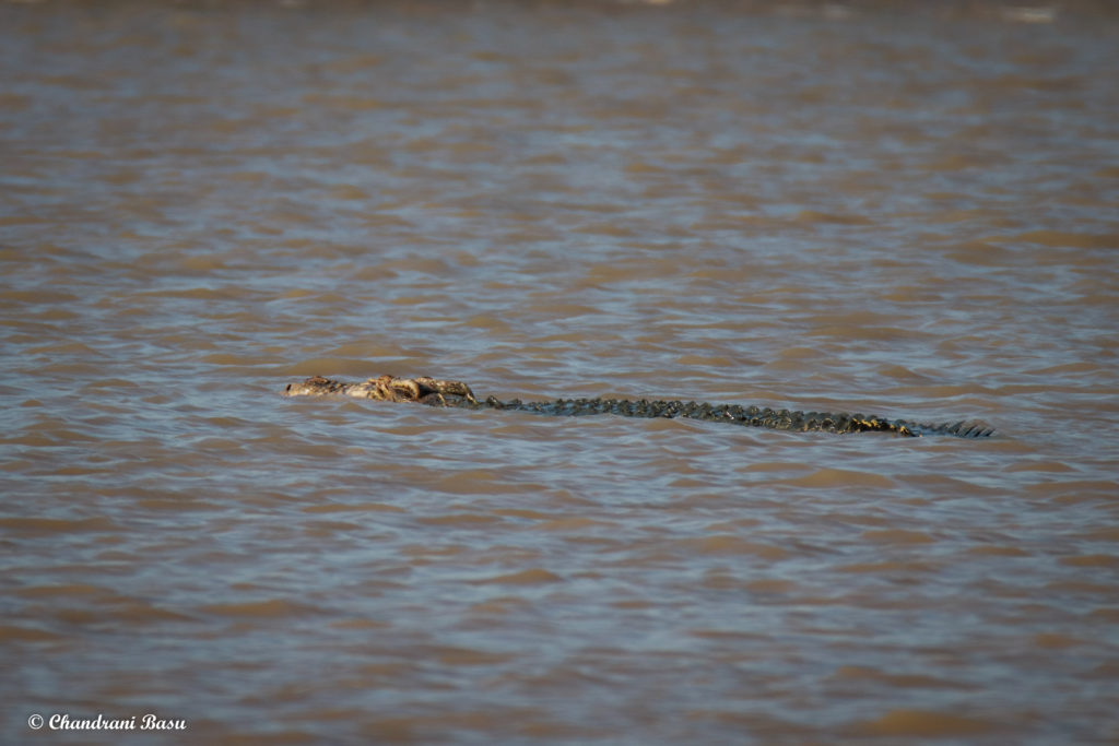 Crocodile Sighting In Baitarani River In Bhitarkanika