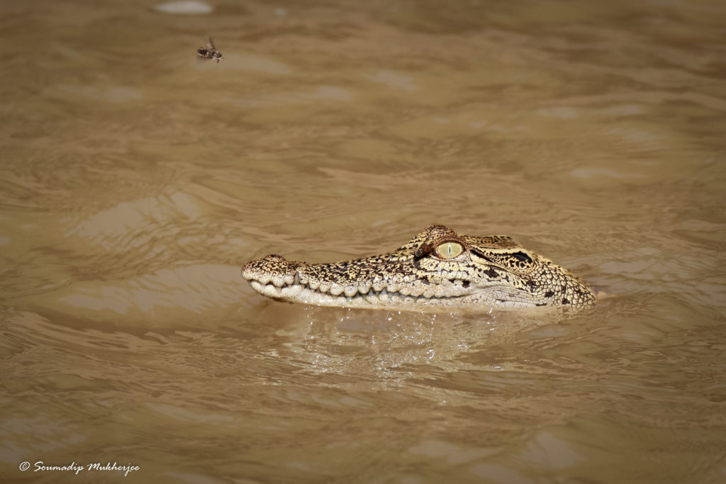 Crocodile Sighting In Bhitarkanika Water