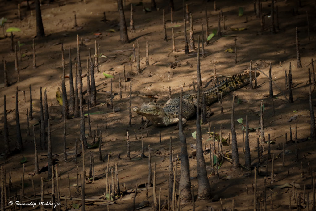 Crocodile Sighting In Bhitarkanika Mangroves