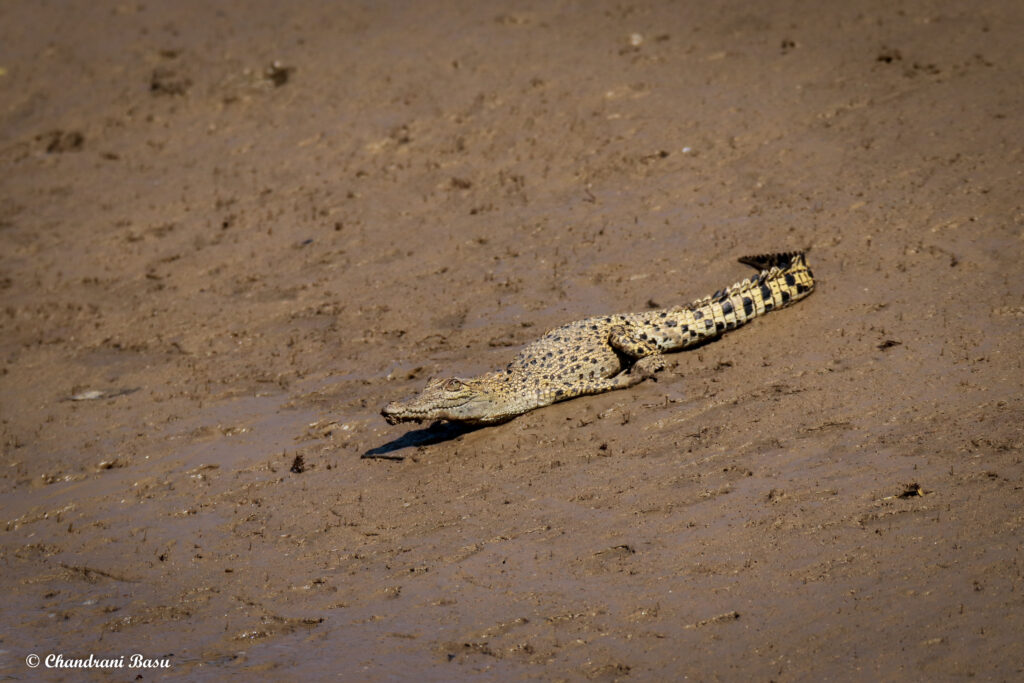 Crocodile Sighting In Bhitarkanika National Park