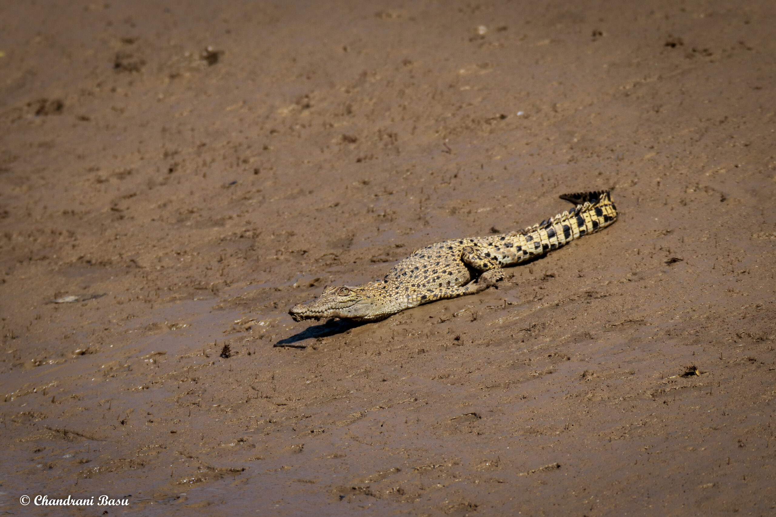 Read more about the article Bhitarkanika National Park – A Day In The Wilderness
