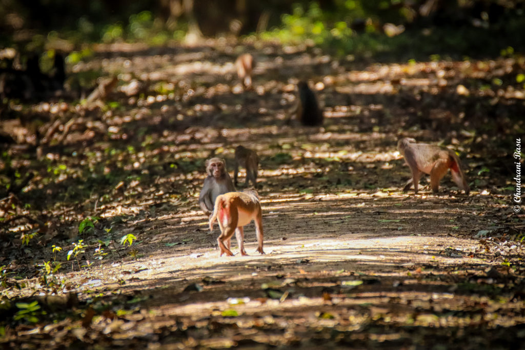 Rhesus Monkeys In Bhitarkanika National Park