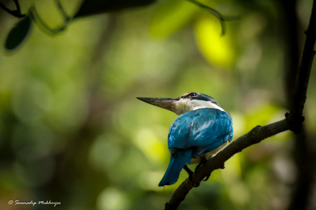 Collared Kingfisher In Bhitarkanika