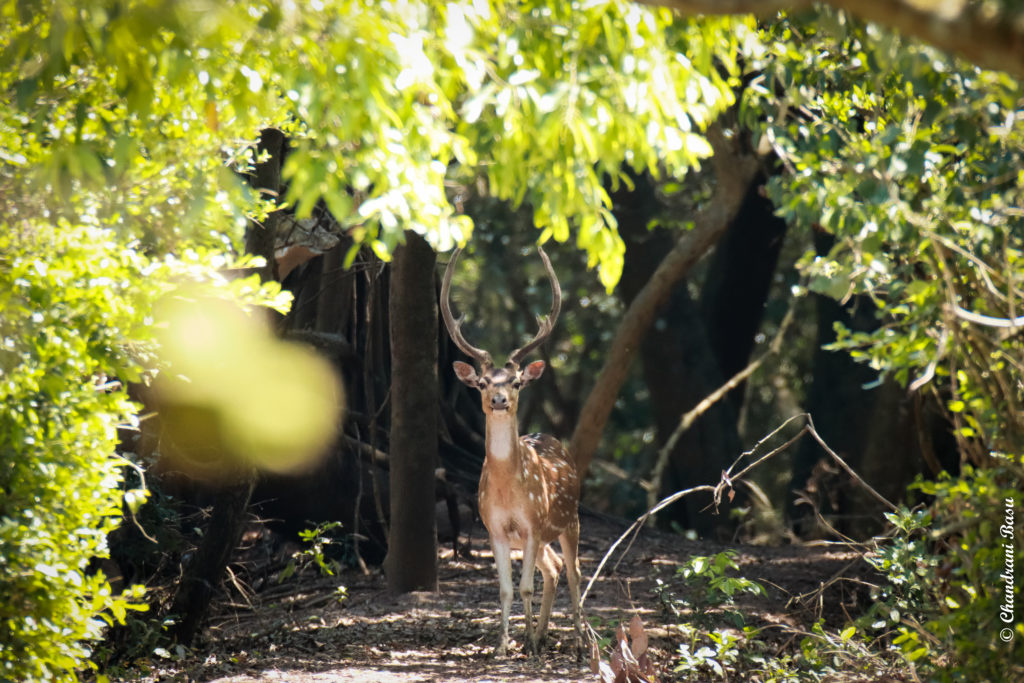 Male Deer In Bhitarkanika National Park