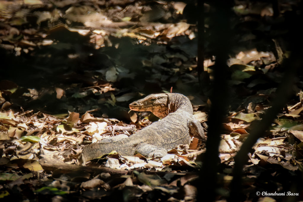 Monitor Lizard In Bhitarkanika National Park